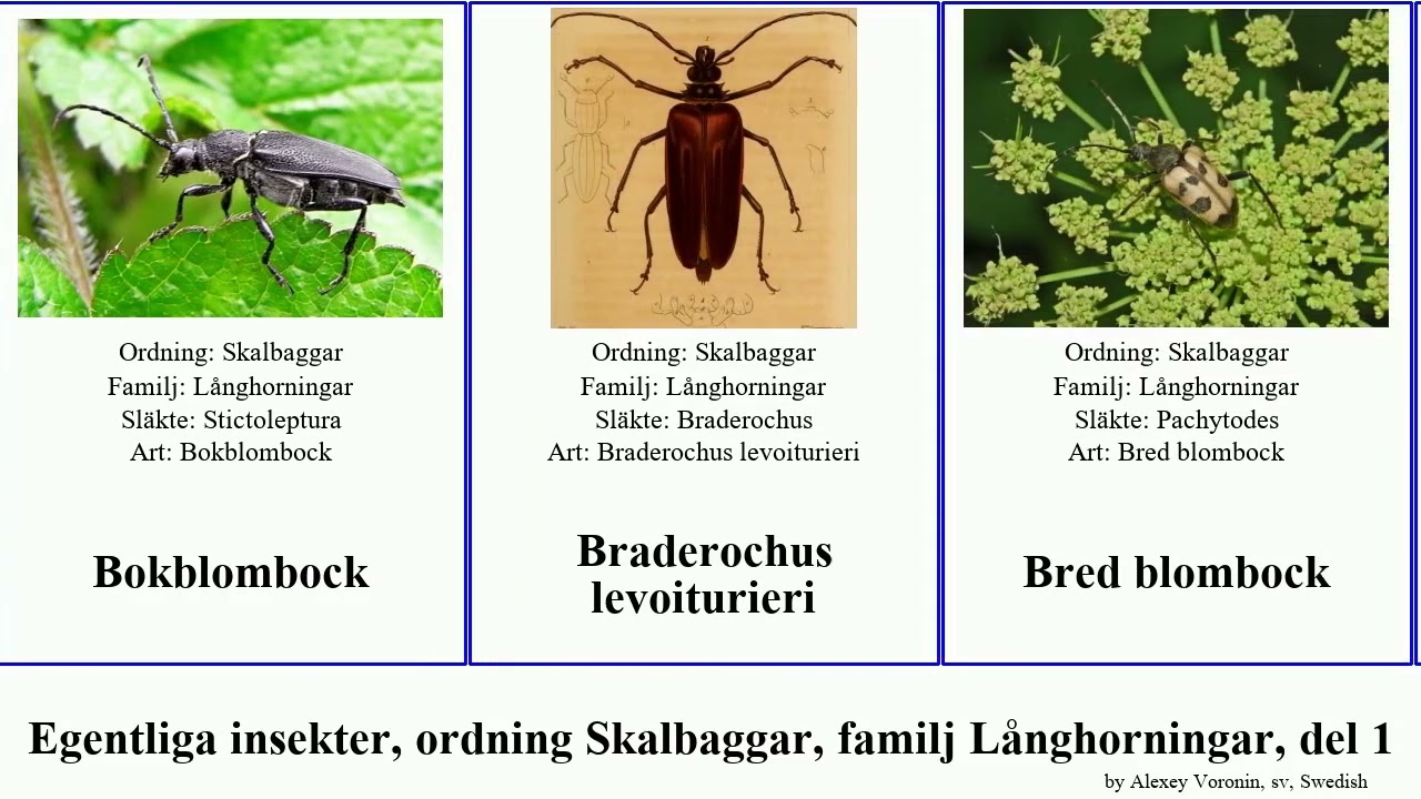 Egentliga insekter, ordning Skalbaggar, familj Långhorningar, del 1 blombock djur insect martyr