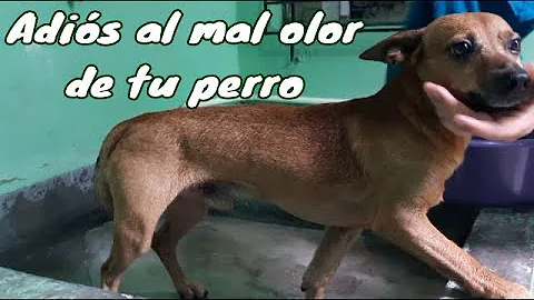 ¿Cómo neutralizar el olor a perro en un perro?