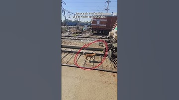 Dog is powerful....... #kamleshshergill #railtrack #railway #railwaycontent #train #indianrailways