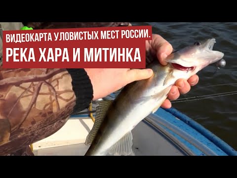 Река Хара и Митинка \ Видеокарта уловистых мест России.