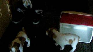 2010 Puppies 061910 001.AVI by Rosebud64 18 views 13 years ago 50 seconds