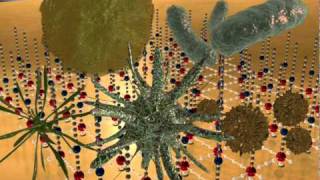 Shield - Antimicrobial Agent Video