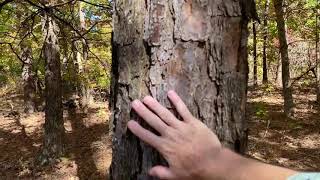 Owner Financed Land for $500 Down! - Wooded & Private in MO! - InstantAcres.com - ID#PR08B