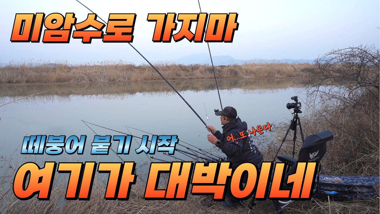 여기 막 나오는데요// 미암수로 끝났고 고기 이쪽으로 붙기 시작했습니다// 망상리수로 하류#붕어낚시 #fishing