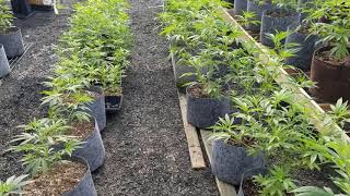 Veg growth in our CBD Hemp