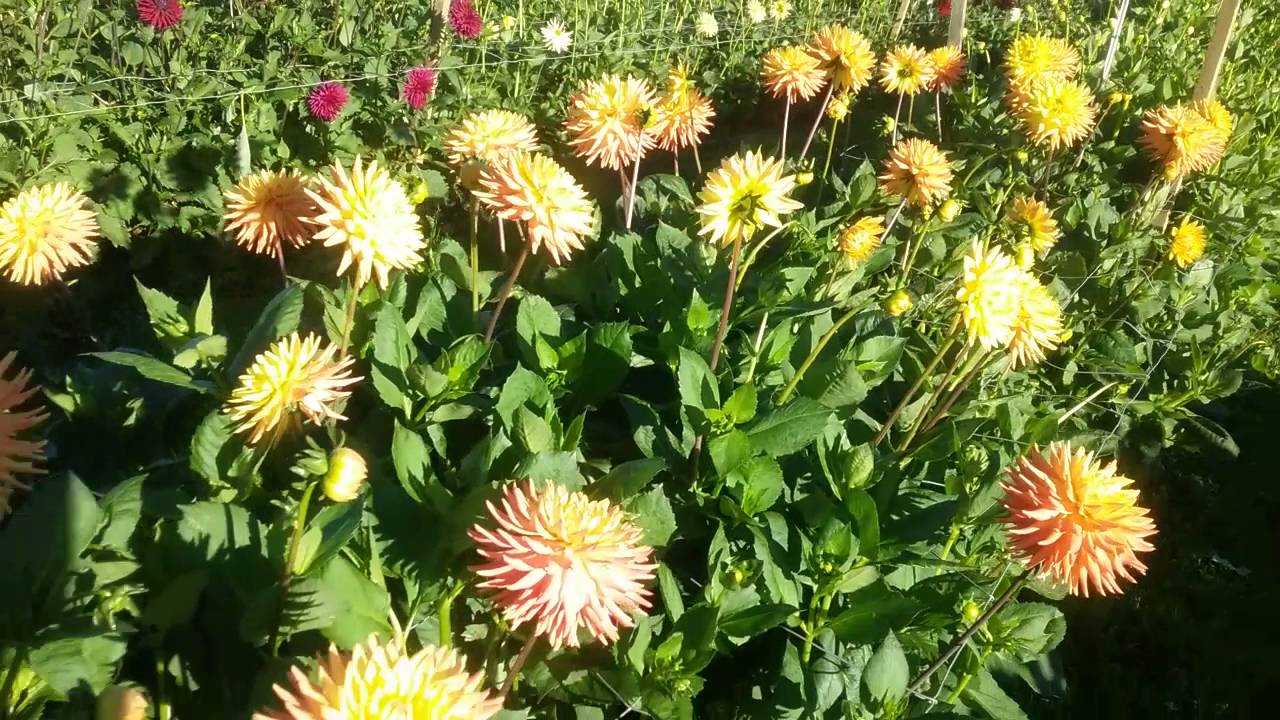 Dahlia and Chrysanthemum fields at Halls of Heddon YouTube
