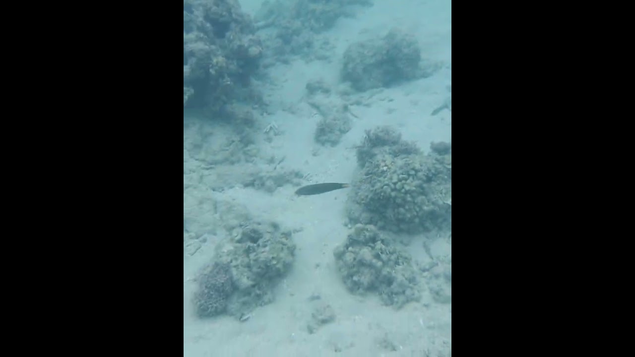 Underwater Tañon Strait Malabuyoc Cebu