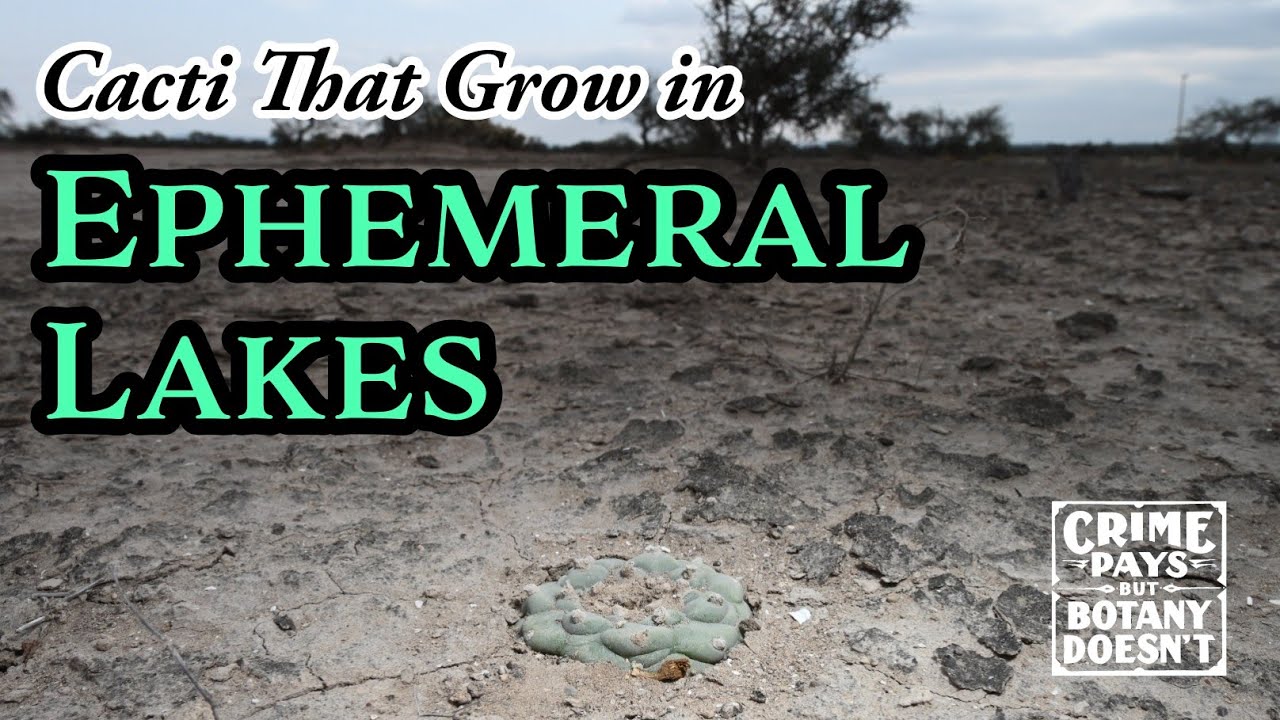 Кактусы, растущие в озёрах