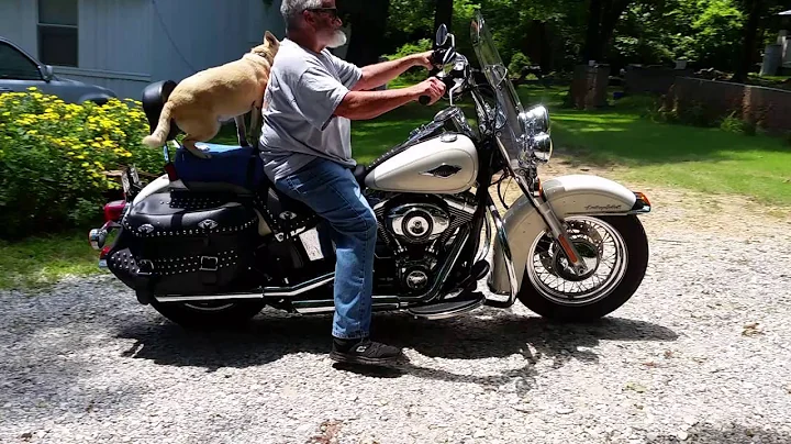 Dog day afternoon