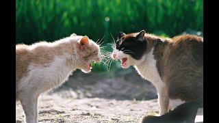 Реальные пацаны коты выясняют отношения Реальные пацаны коты выясняют отношения