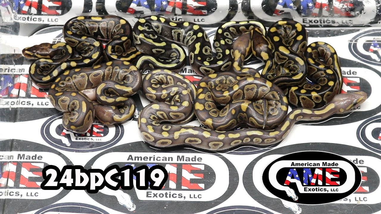 24bpC119 fm Hypo Super Chocolate Mojave ​x m Puzzle 100% Het Hypo