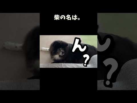 【切り抜き】柴の名は。～柴犬と秋田犬が入れ替わってるぅ～ #柴犬 #秋田犬