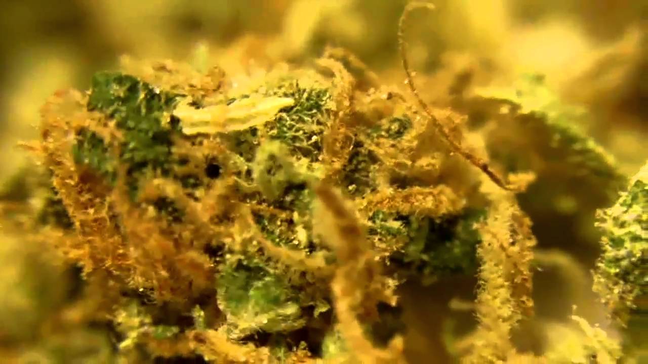 Medical Marijuana Macro: AK-47