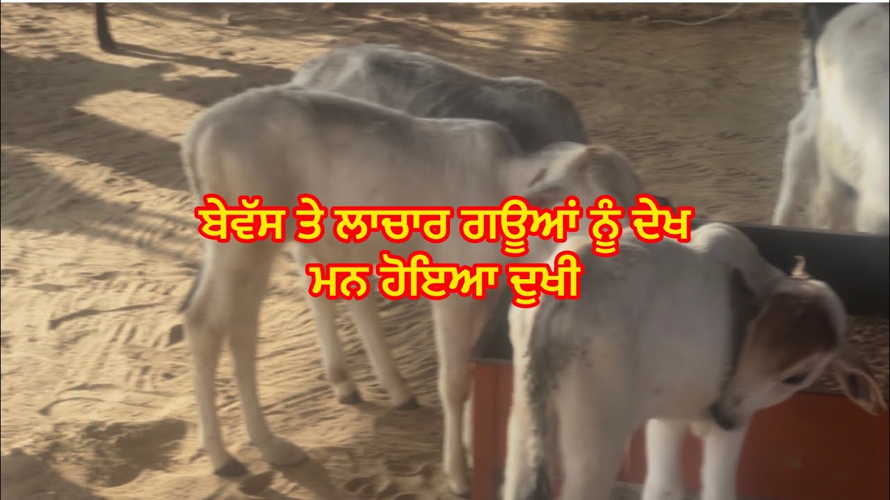 ਬੇਵੱਸ ਅਤੇ ਲਾਚਾਰ ਗਊਆਂ ਨੂੰ ਦੇਖਕੇ ਮਨ ਹੋਇਆ ਦੁਖੀ 