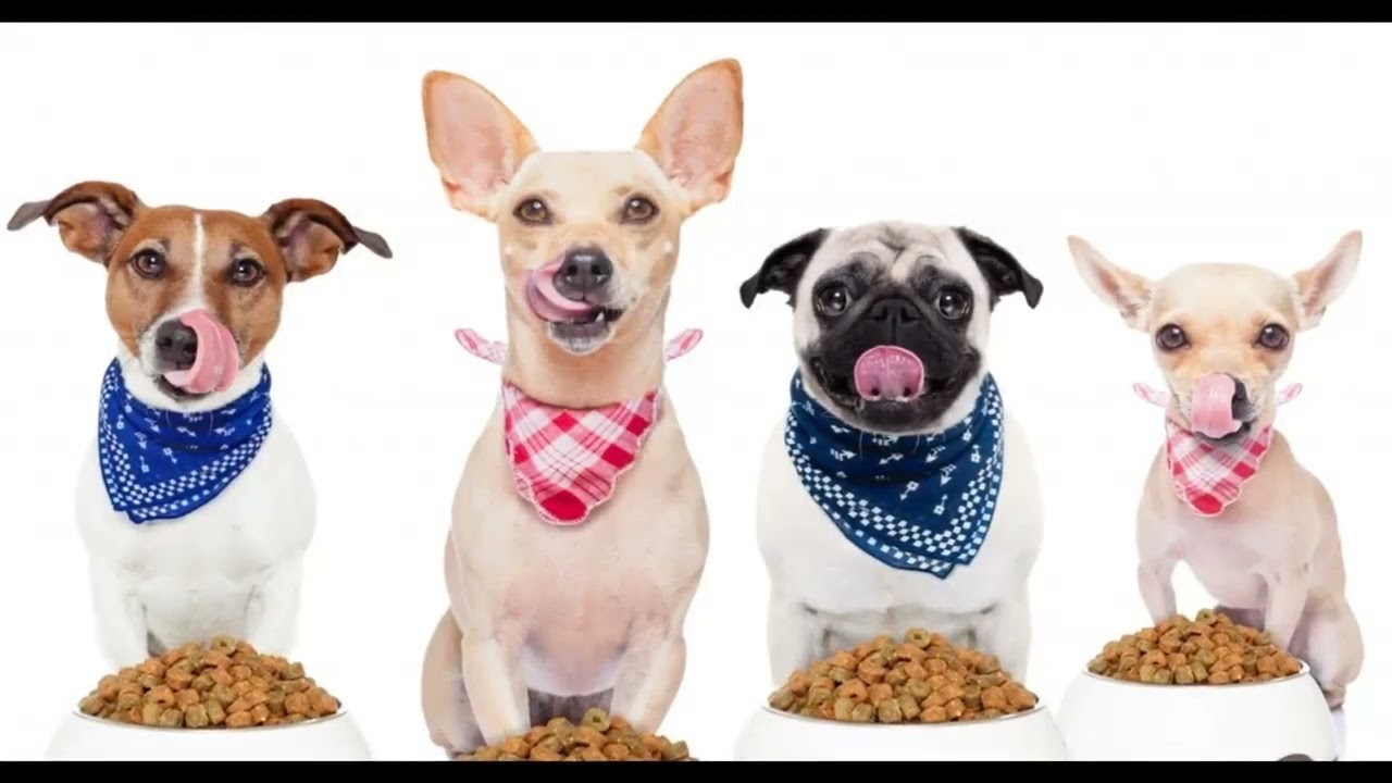 Animal Foundation to provide free pet food assistance