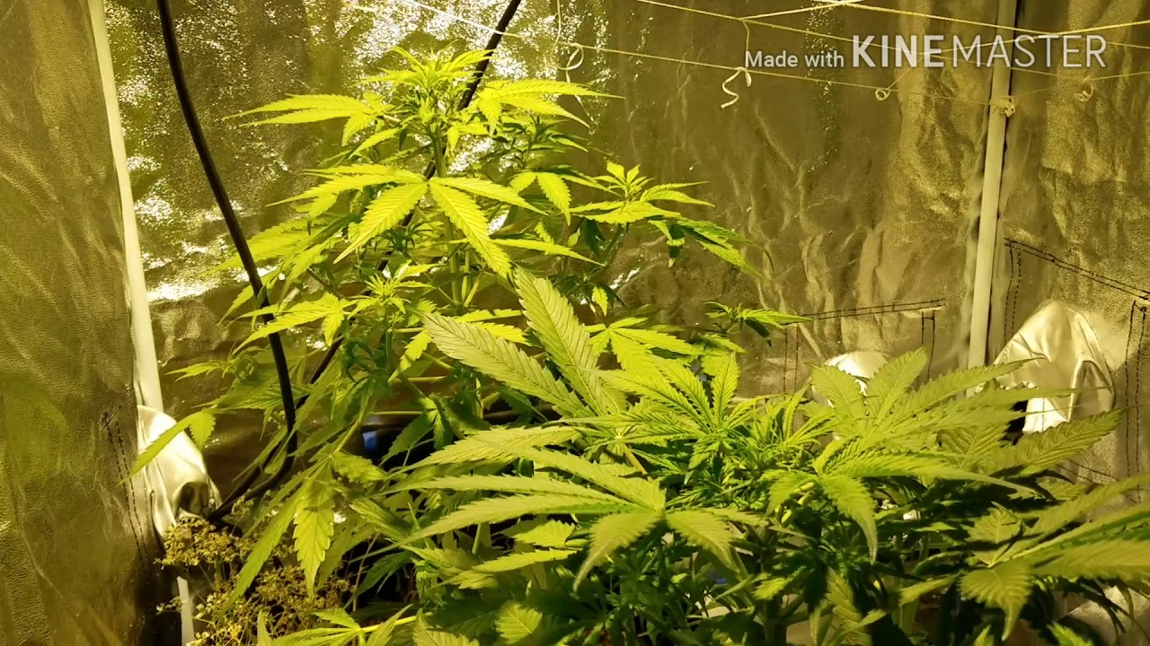 Caramelisious Autoflower grown in No-Till Living Organic Soil under the Migro100