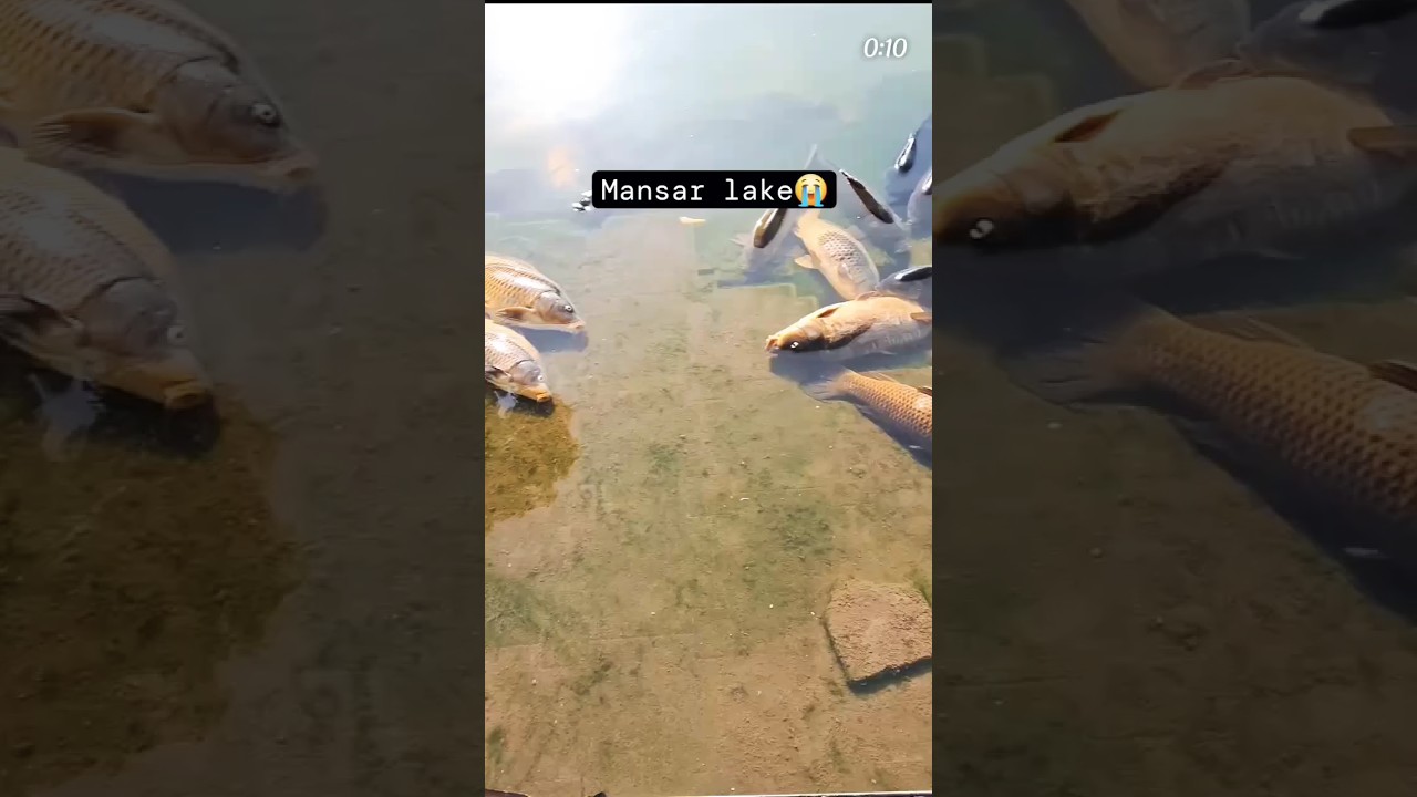 mansar lake fishes 😭😭 