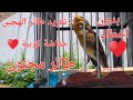 شاهد أجمل تغريد طائر الهجين حفاضة كوبية لتعليم الفراخ الحسون والكناري بدون أخطاء ماشاءالله Nwe 