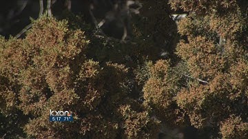 Cedar pollen count erupts to historic levels