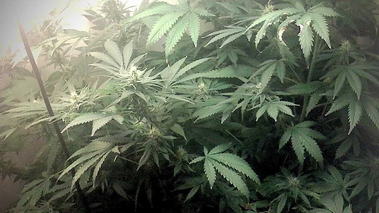 Mark Wahlberg Developing TV Comedy About Weed