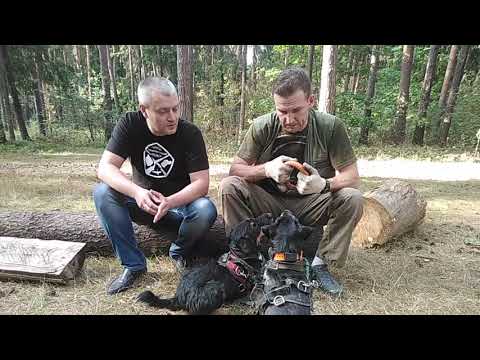 Вопрос: Опасен ли Ягдтерьер для посторонних?