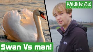 SWAN VS MAN! Can we rescue it?!