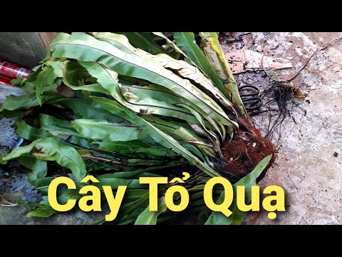 Video Cây tổ quạ ghép lan và cách xử lý đầu tiên khi từ rừng... - youtube