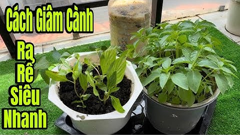 Mẹo Nhỏ Xíu Này Giâm Cành Rau Quế Ra Rể Siêu Nhanh