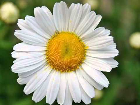 Jerzy Fiedorczuk-Tylko Dzis