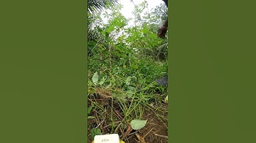 Harvesting cassava part 762 #shorts #farming #cassava #nature  #cassavaroots #cassavafarming
