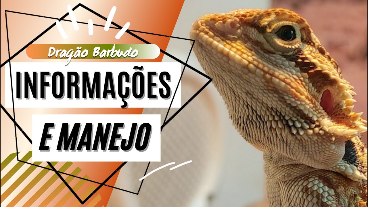Dragão Barbudo - Informações e Manejo