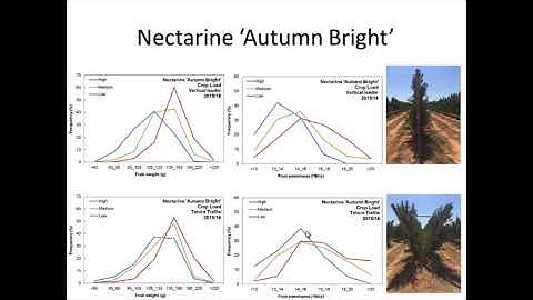 Stonefruit Crop load management for high quality fruit