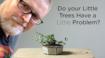 Bonsaify | The Little Problem with Little Bonsai