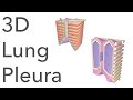 3D Tour of the Lung Pleura