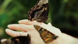 Butterflies and Bugs at WILD LIFE Sydney Zoo