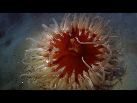 Video: Ar cnidarian yra medūza?