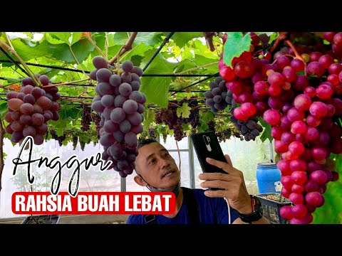 Video: Tanaman Renda Perak - Menanam Pokok Anggur Renda Perak Di Taman