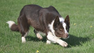 LOT 71: BELLE  10.05.23. Farmers Marts Dolgellau Online Sheepdog Auction