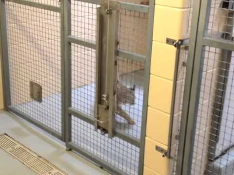 skyenimals spotlight bobcats backstage at cosley zoo youtube