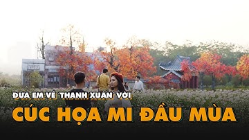 Đưa em về ‘thanh xuân’ với cúc họa mi đầu mùa