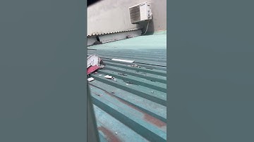 Chim sẻ rất khôn