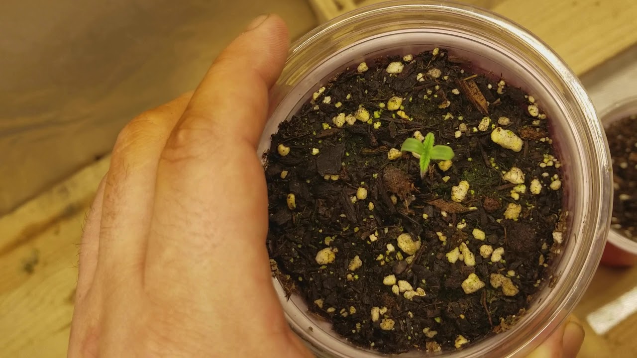 2nd medical cannabis grow update week 2 veg