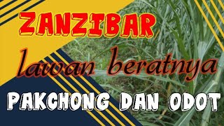 Cara Menanam Rumput Pakchong, Menggunakan Bibit Pucuk. Aga Berbeda Dengan Menanam Rumput Odot!!