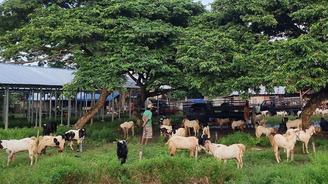 UPDATE HARGA KAMBING di pasar sumberjo rembang | Minggu 1 Maret 2026