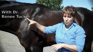 Horse Sacroiliac Checkup:  See if the SI is flexing or not