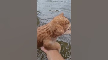 Puppy Plays In Pool For The First Time!