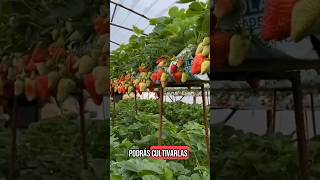 Impresionante Cultivo de Fresas, con HIDROPONÍA #cultivohidropónico #culturaniponica #jardin