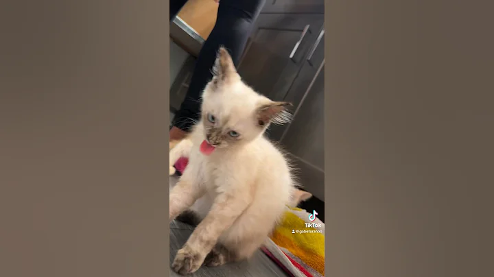 Video 3113871: siamese kitten cutecat, cutest siamese kitten