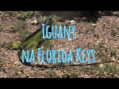 libańskie randki londyn
