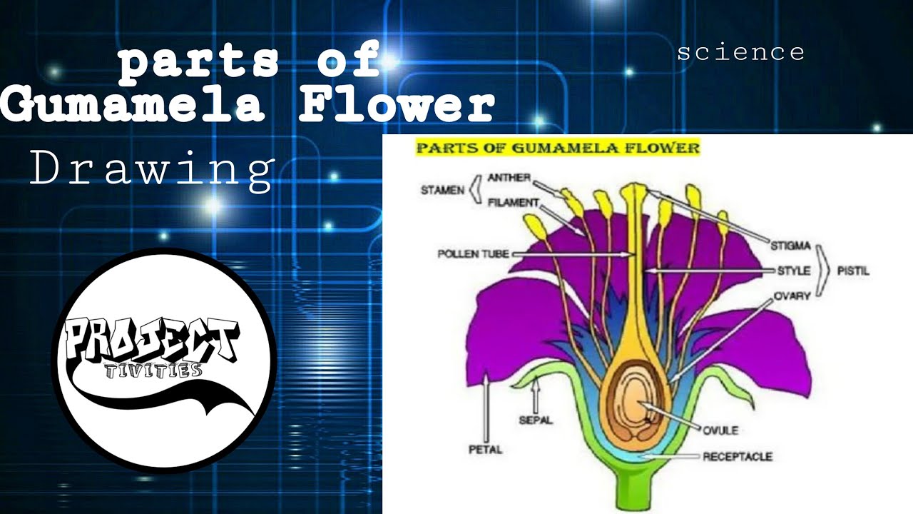 Drawing Parts Of Gumamela Flower Projecttivities Youtube